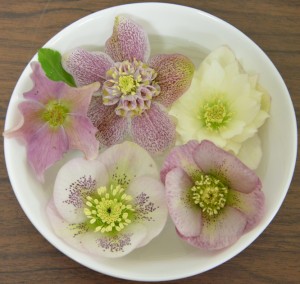 Hazel's hellebore flowers