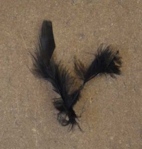 All that was left of the Ostrich